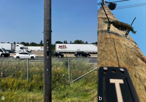 AMBIENTE | Dai freni agli pneumatici: i licheni per tracciare la dispersione di microplastiche e metalli tossici in città